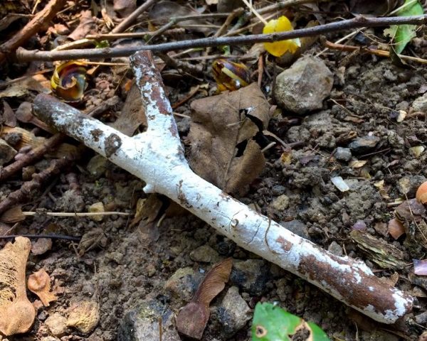 Elder Whitewash on fallen branch