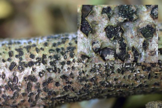 Erumpent stromata of the Beech Barkspot (Diatrype disciformis) with detail showing how the surface has worn off to reveal perithecia beneath