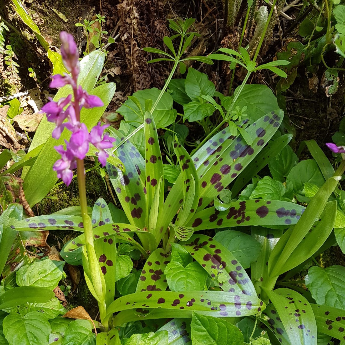 Early spotted orchid