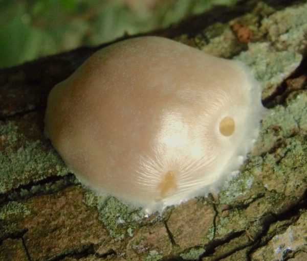 False Puffball