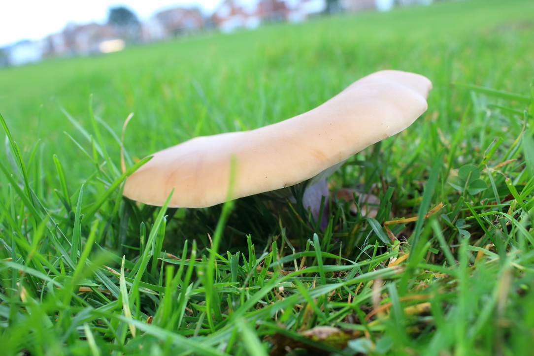 Field Blewit Lepista saeva, revealing its lilac covered stem