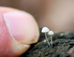 March’s Monthly Mushroom: Frosty Bonnet (Mycena tenerrima)