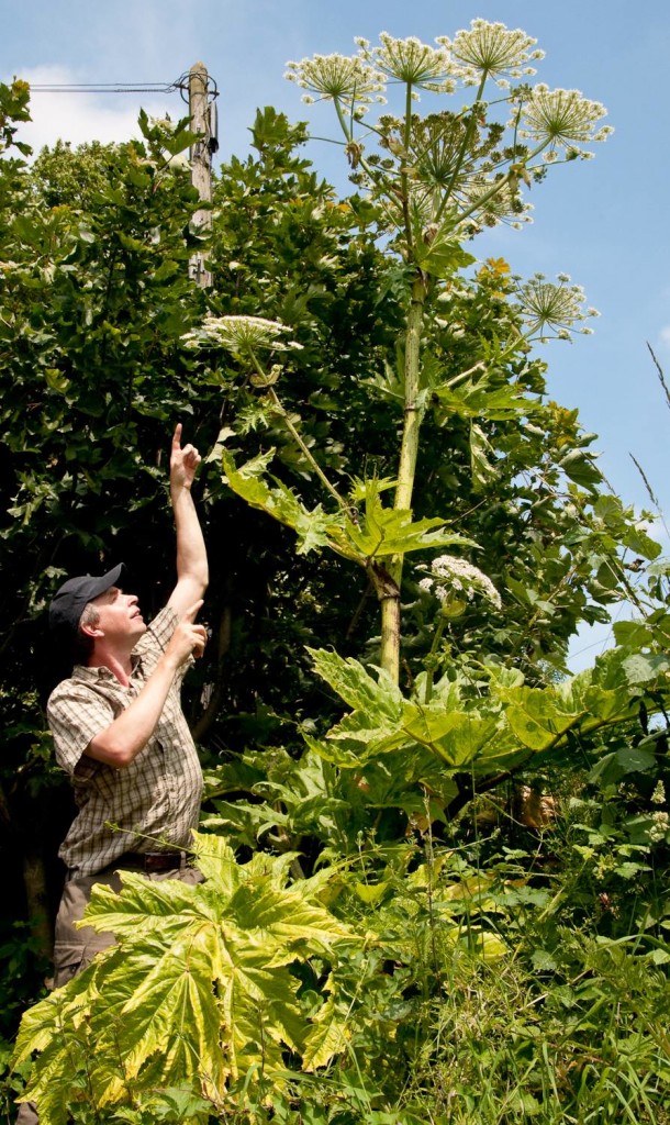 GBNNSS hogweed