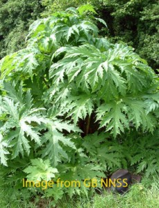 Beware the Giant Hogweed