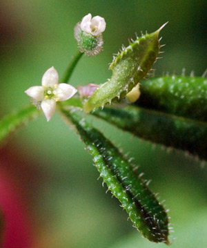 Galium-flower