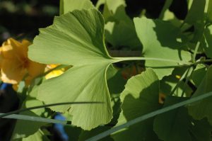 Unusual or exotic trees -the maidenhair tree, Ginkgo  biloba.