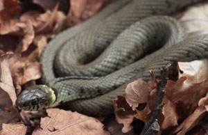 Finding and encouraging reptiles in woodlands