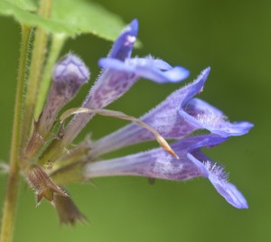 Ground ivy side