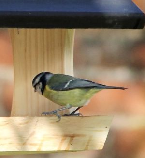 great tit