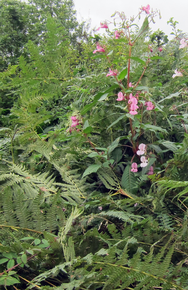 Himalayan Balsam in hedge