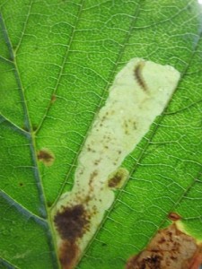 Horse chestnuts - under attack?