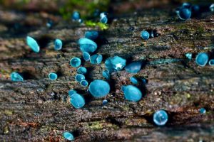 September’s Fungi Focus: Green and Turquoise Elfcups