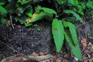 May’s Fungi Focus: Dock Leaf Rust (Puccinia phragmitis)