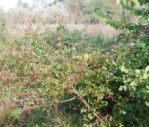 Hedgerow survey.