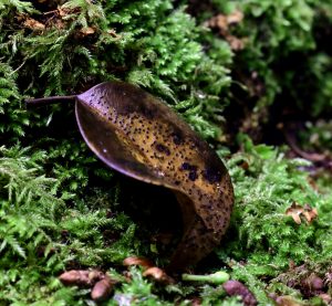 December’s Fungi Focus: Holly Speckle (Trochila ilicina)