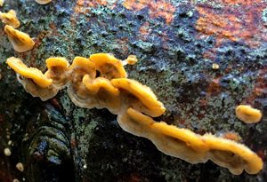 Monthly Mushroom: Hairy Curtain Crust (Stereum hirsutum)