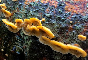 Monthly Mushroom: Hairy Curtain Crust (Stereum hirsutum)