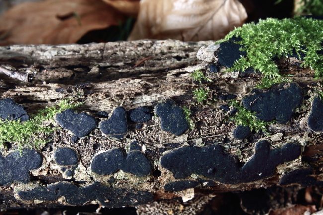 Hard, brittle crusty fungi like this Nemania species tend to blend into the woodland background and are a challenge to identify