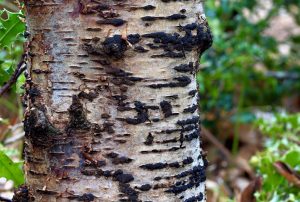 June’s Fungi Focus: Woodwarts, Blackheads and Tarcrusts. Part 1