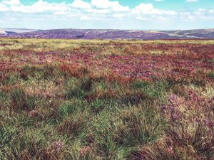 Moorland, heather and bees