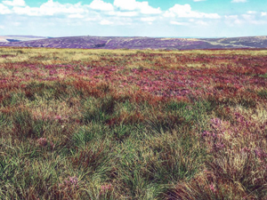 Moorland, heather and bees