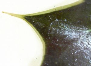 Plant surfaces :  Cuticles and hairs