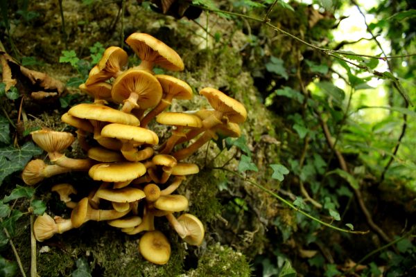 honey fungus