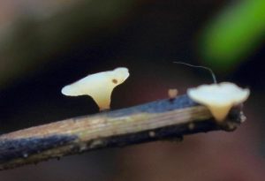 July’s Fungi Focus: Ash Dieback (Hymenoscyphus fraxineus)