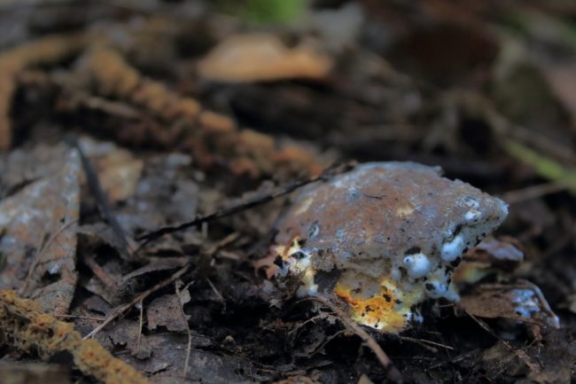 Hypomyces chrysospermus making a meal out of an unidentified bolete