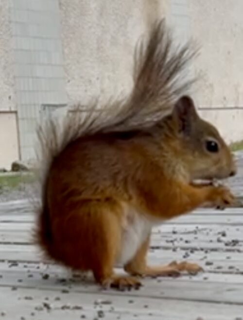 Diet and Digestion in Grey squirrels & Red squirrels.