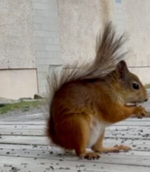 Resilient squirrels.