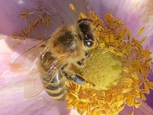 The bees' search for nectar