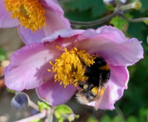Buzz pollination and bumblebees