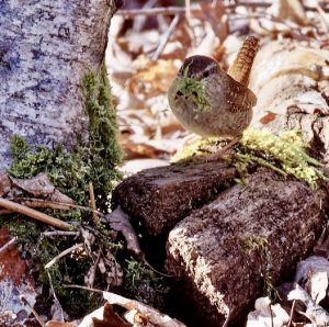 More on birds from Woodcock Wood : Buzzards, Wrens, and a lesson in photography