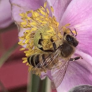 Viruses, Varroa and honey bees.