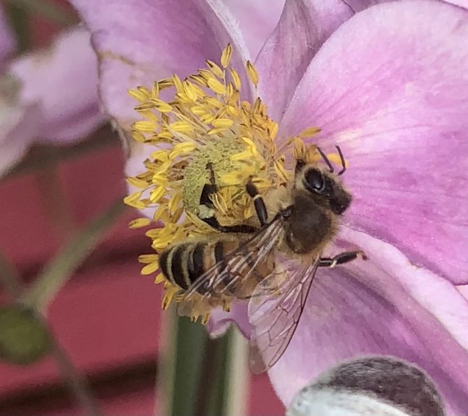 Wild' Honey Bees.