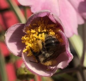 foraging bee
