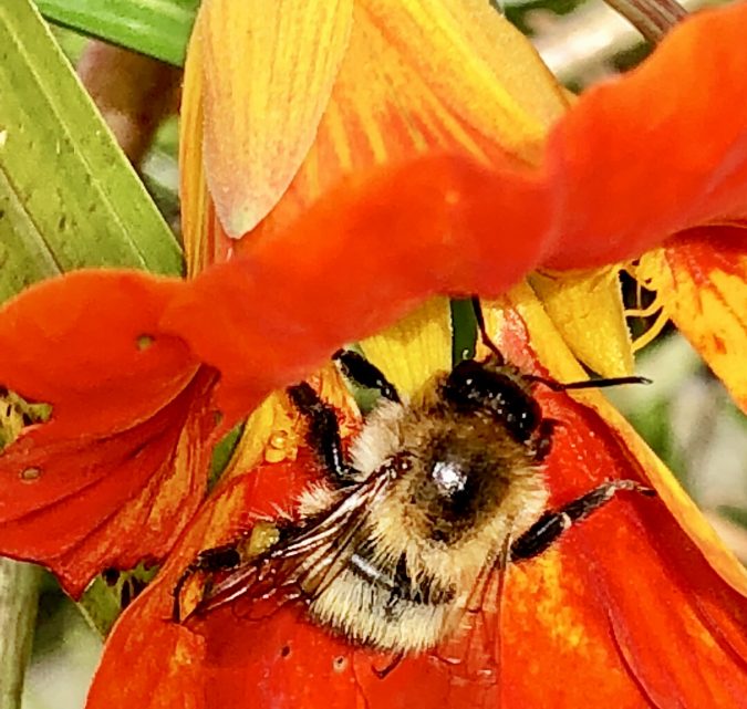 Problems for bees and bumblebees.