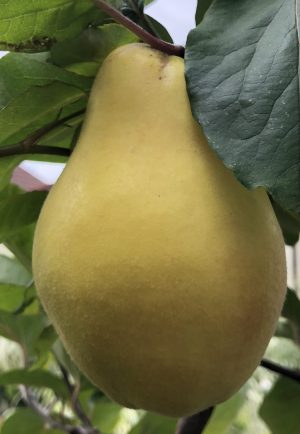 Unusual or exotic trees : The Quince, Cydonia oblonga.