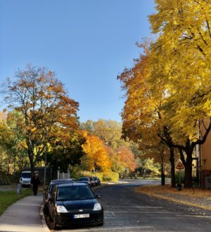 urban trees