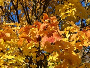 Leaf fall and litter.