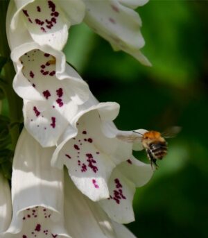 Carder bees - important pollinators.