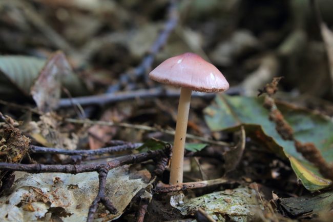 rosy bonnet