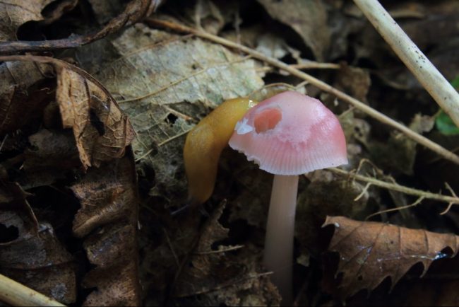 rosy bonnet