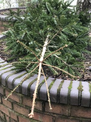discarded Christmas tree