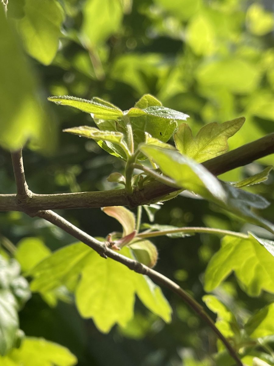 maple bud burst