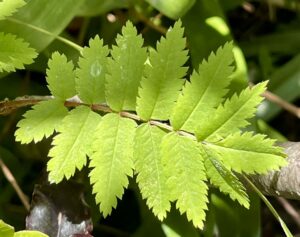 Coming into leaf