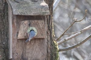 Woodcock Wood: Nuthatches