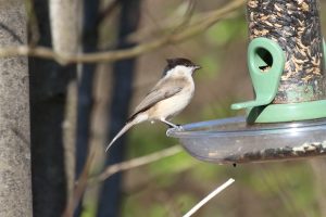 Birds at Woodcock Wood: A Conundrum for the Summer