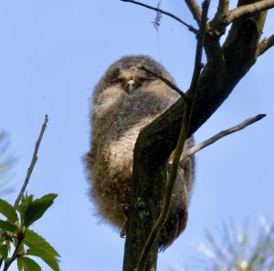 More on birds from Woodcock Wood:Tawny Owls – Boxing Clever (hopefully!)